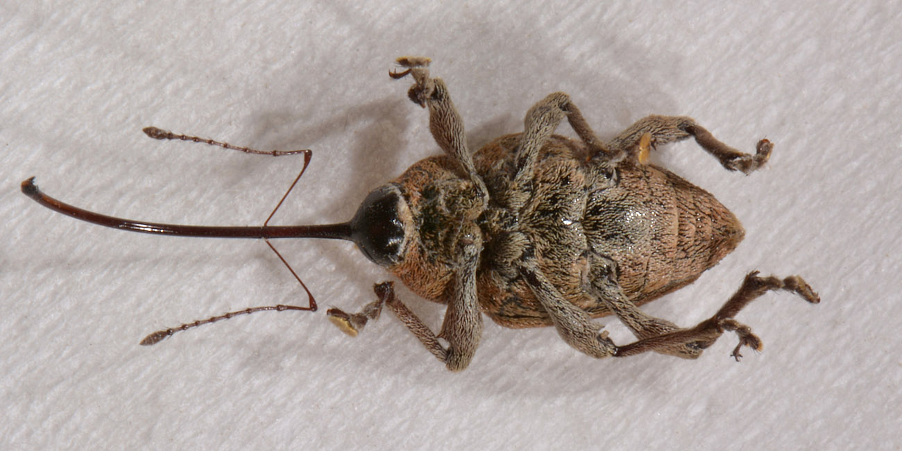 Curculionidae: Curculio elephas, femmina